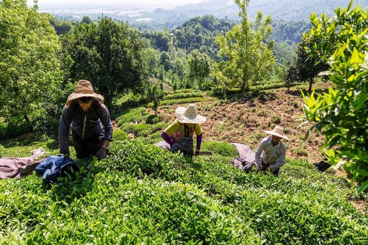 بیش از ۱۲۶ هزار تن برگ سبز چای امسال خریداری شد