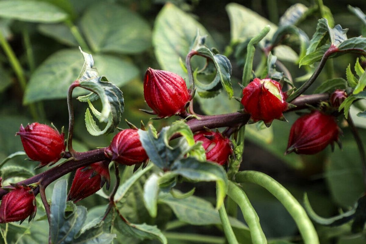 برداشت چای ترش در سیستان و بلوچستان آغاز شد