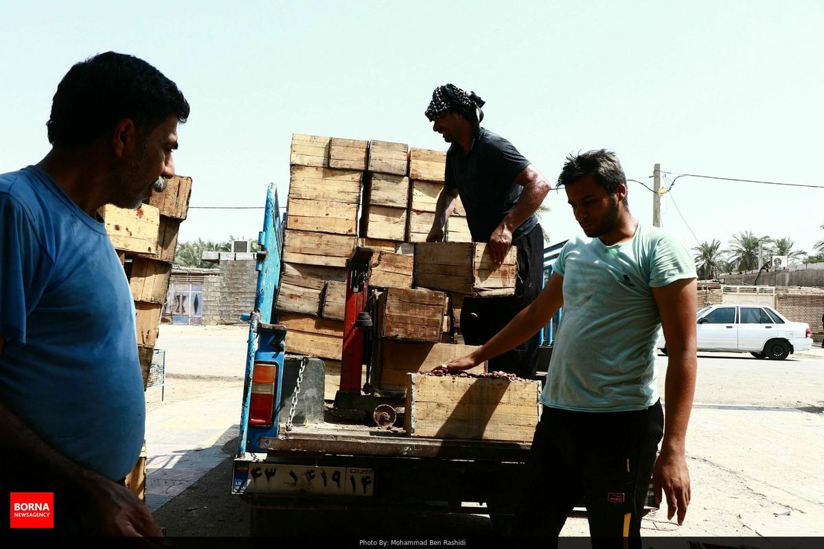 خرید بیش از ۶۵۰ تن خرما از نخلداران آبادان/خرمای آبادان جزو با کیفیت ترین خرماهای دنیا است