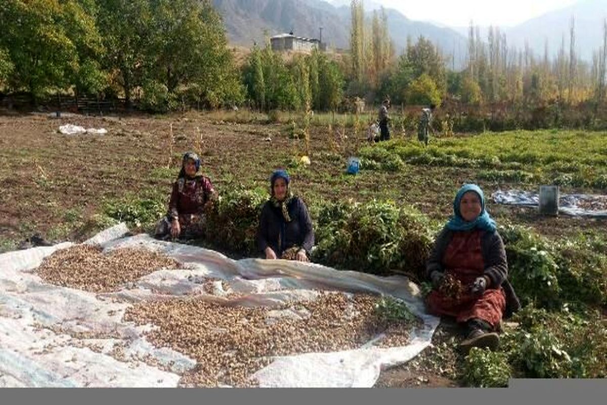 صندوق اعتباری خرد زنان روستایی فعال شد