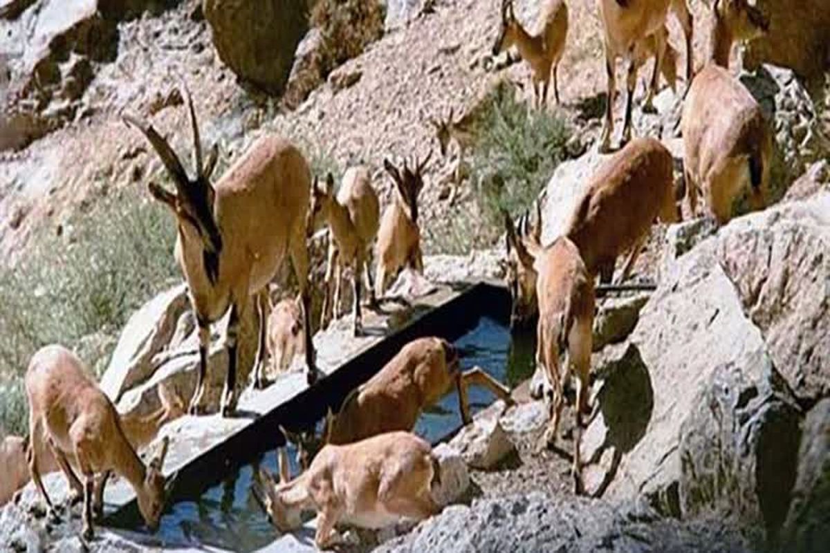 «زندگی در قلب دنا» به قاب تلویزیون می آید