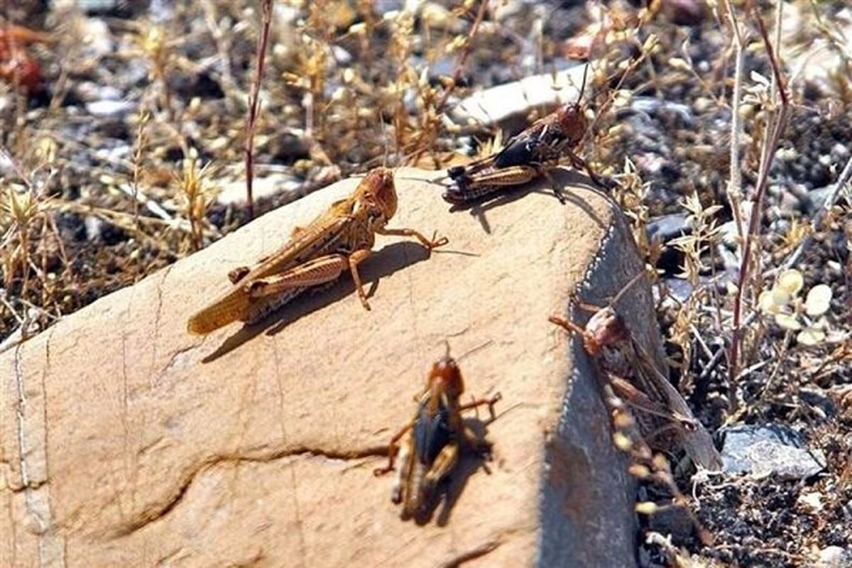 مبارزه با ملخ های صحرایی در ۴۵۰ هکتار از اراضی ایلام انجام شد