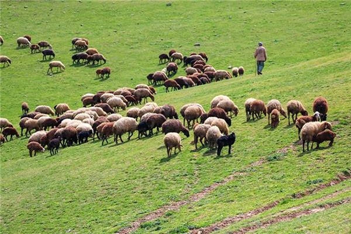 نابودی مراتع در صورت ورود زودهنگام دام عشایر/ صدور ۵۰۰۰ اطلاعیه برای جلوگیری از کوچ پیش از موعد