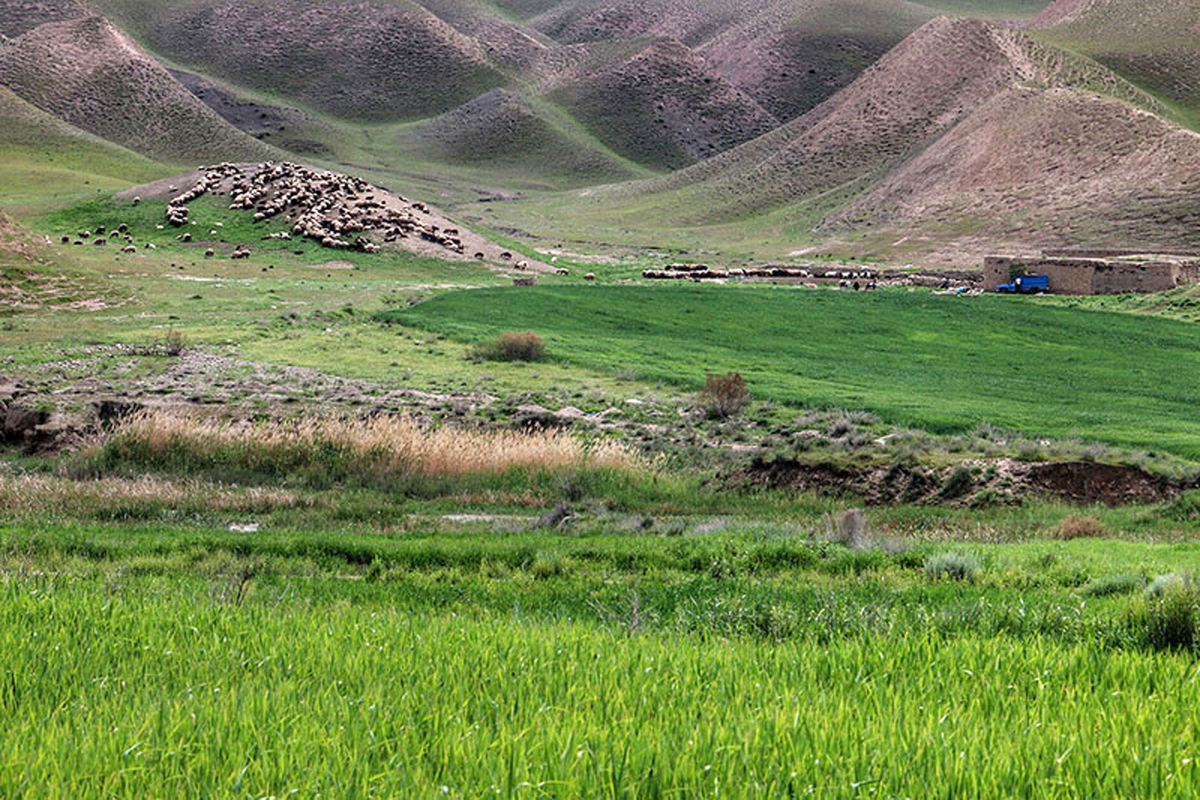 اعمال مدیریت ۴ برابری در ساماندهی مراتع در یکسال اخیر/ فقدان آب دغدغه برخی از مناطق چراگاهی کشور