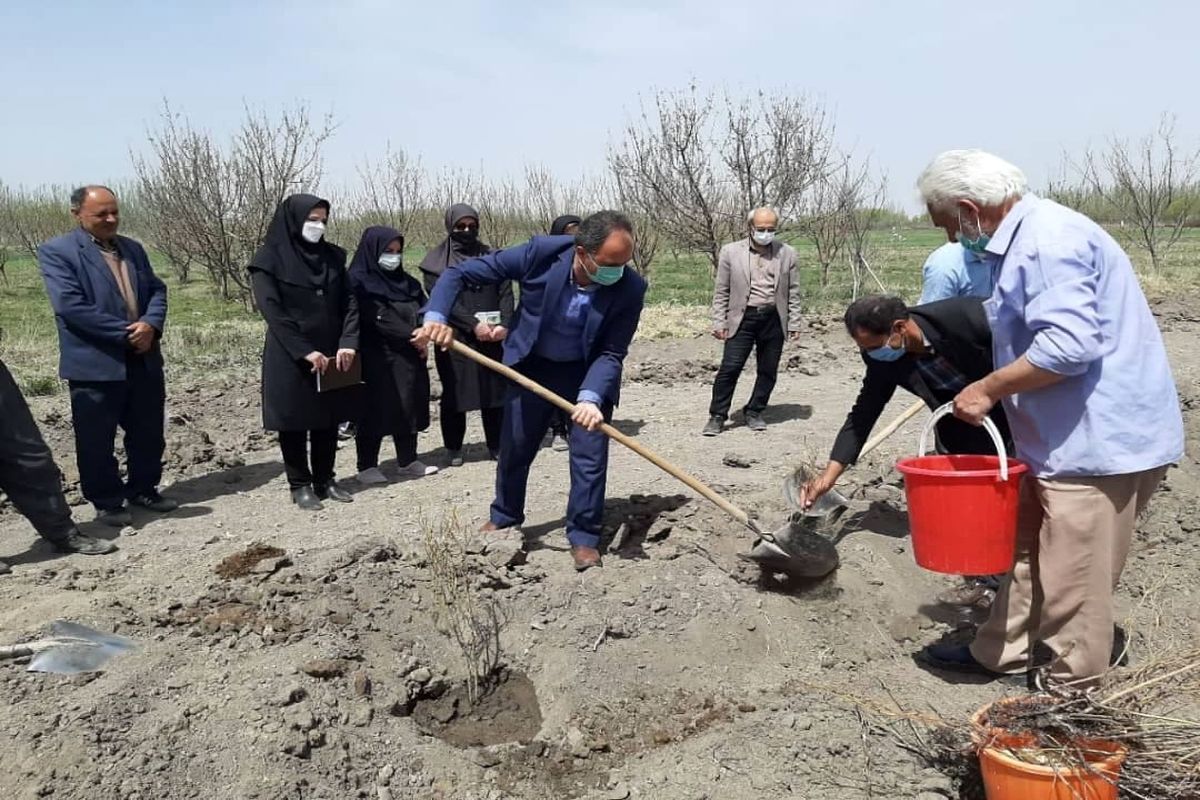 آغاز اجرای طرح کشت گل محمدی در ۲ هکتار از روستای اسلام تپه میاندوآب