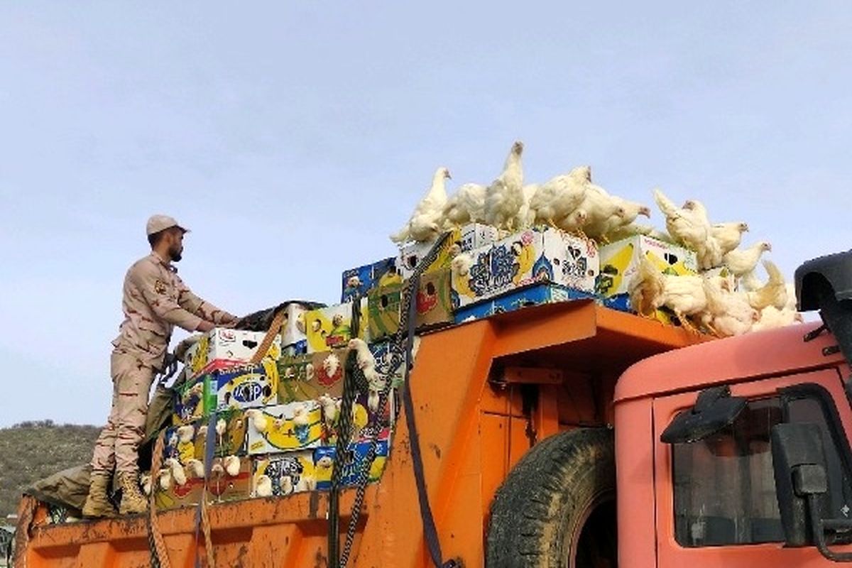 توقیف دو دستگاه کامیون حامل مرغ زنده قاچاق در زاهدان