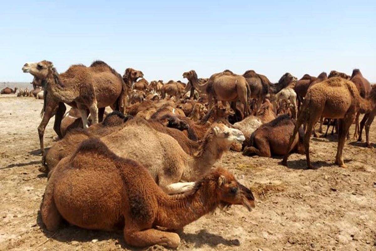 بیش از۶۴ هزار نفر شتر در سیستان و بلوچستان پلاک کوبی شد