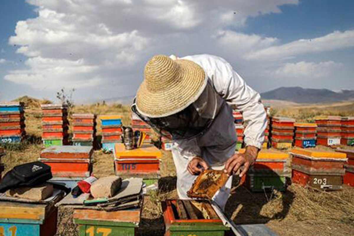 ۲۴۰۰ مهارت آموخته فنی و حرفه ای مازندران شاغل شدند