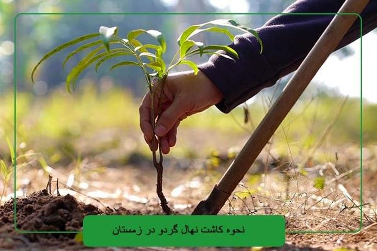 ارقام نهال گردو پربار برای کاشت در زمستان و نحوه کاشت آن