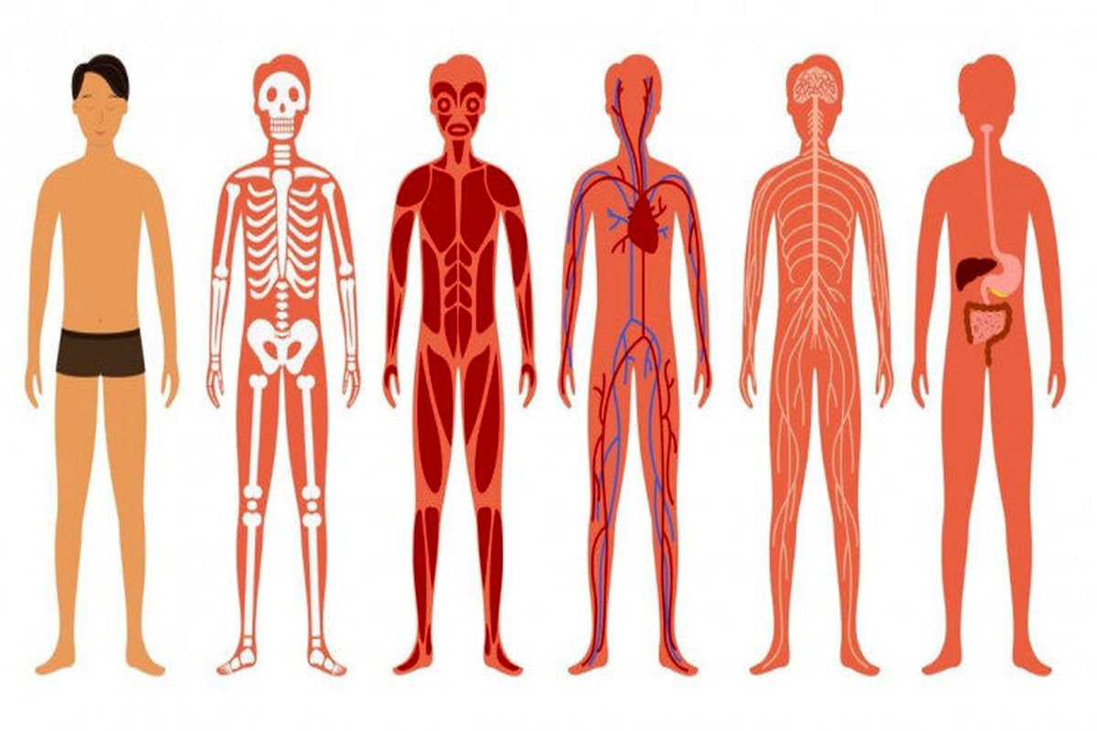 این ۱۳ قسمت بدن سن انسان را لو می‌دهند!