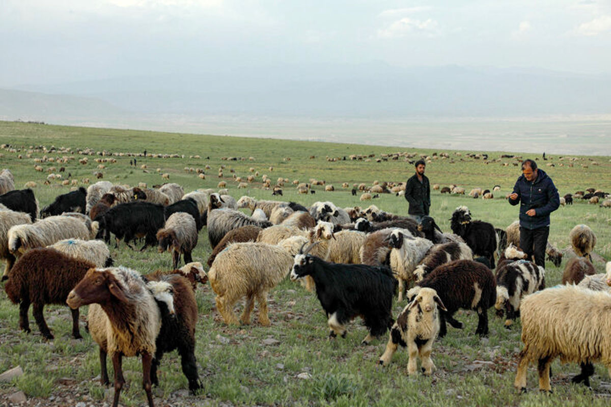 پیش بینی کشتار ۲۱۰۰۰ راس دام پرواری روستایی در خراسان شمالی