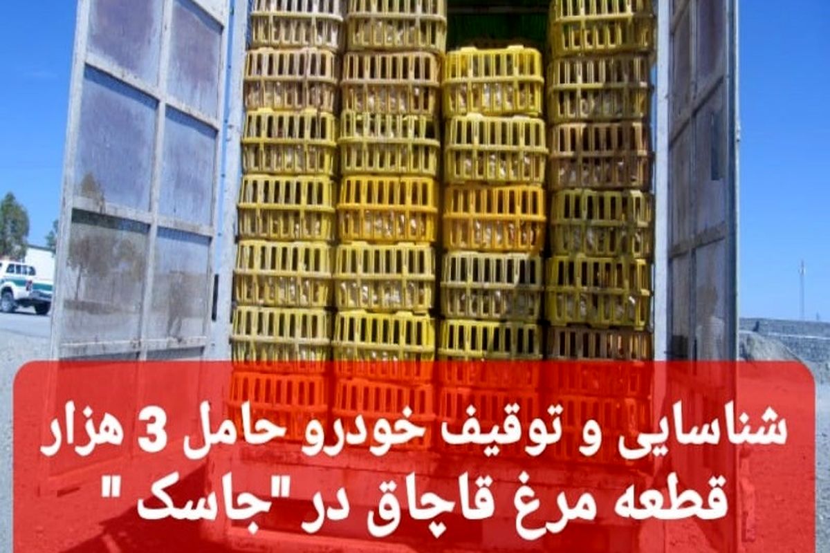 شناسایی و توقیف خودرو حامل ۳ هزار قطعه مرغ قاچاق در جاسک