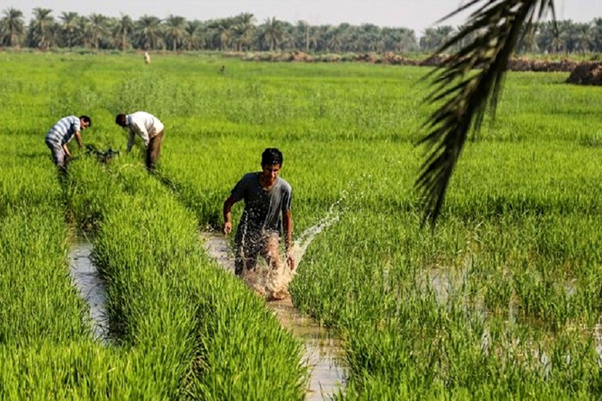 کشت ۲۶ هزار هکتار گندم - جو و کلزا در اراضی شادگان