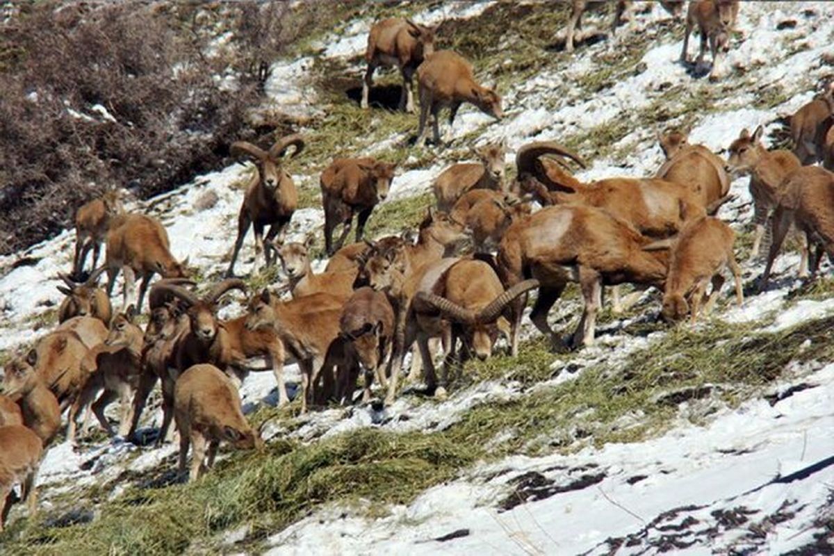 غذادهی به گونه های جانوری ممنوع اعلام شد