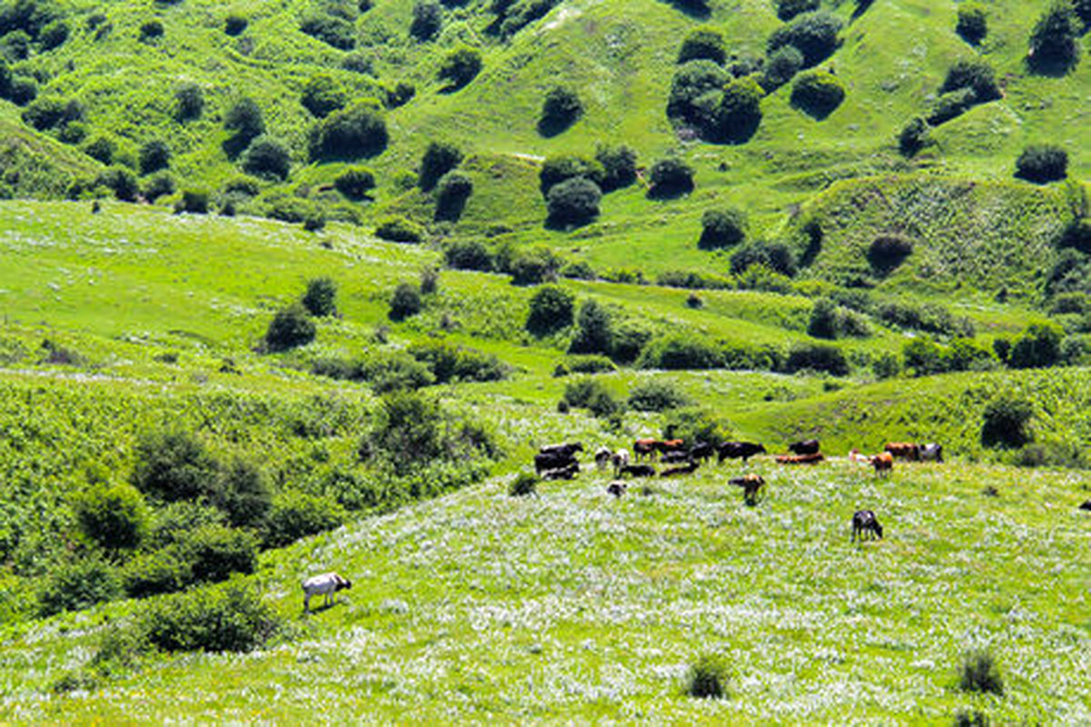 هفته منابع طبیعی بستری برای بازخوانی رابطه انسان و طبیعت