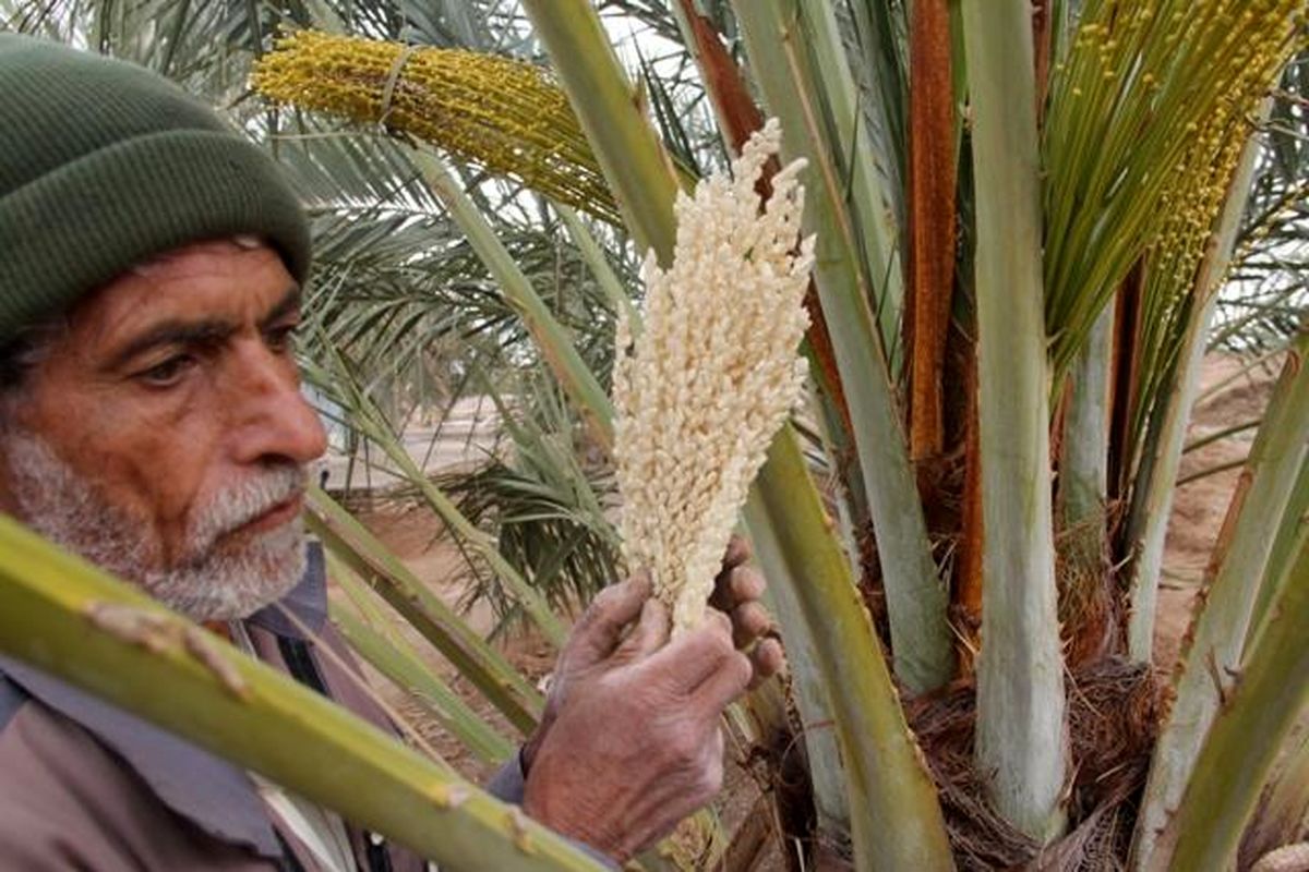 آغاز عملیات گرده افشانی ۱۴ هکتار از نخلستان های شادگان