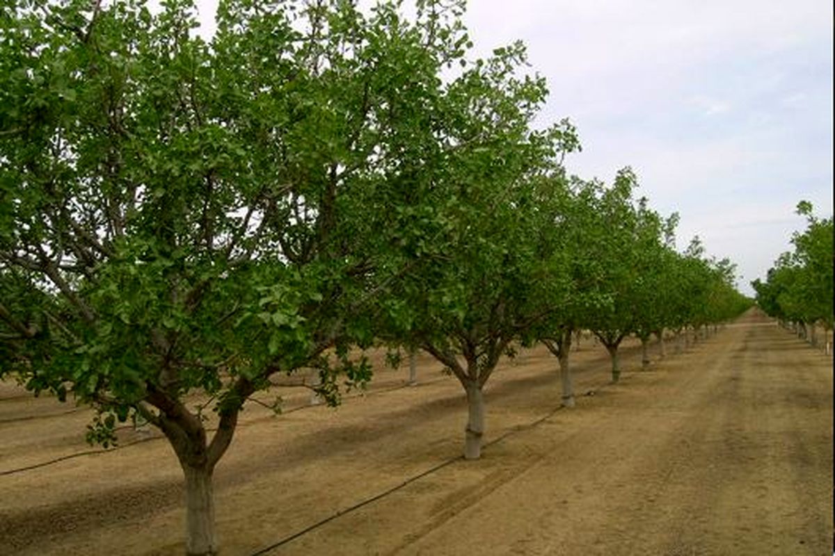 طرح توسعه، اصلاح و جایگزینی باغات در ۵۵۰۰ هکتار از باغات قزوین اجرا می‌شود