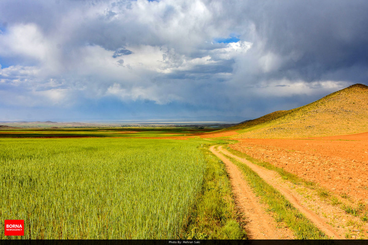 برداشت گندم در نهاوند ۵۵ درصد کاهش خواهد داشت