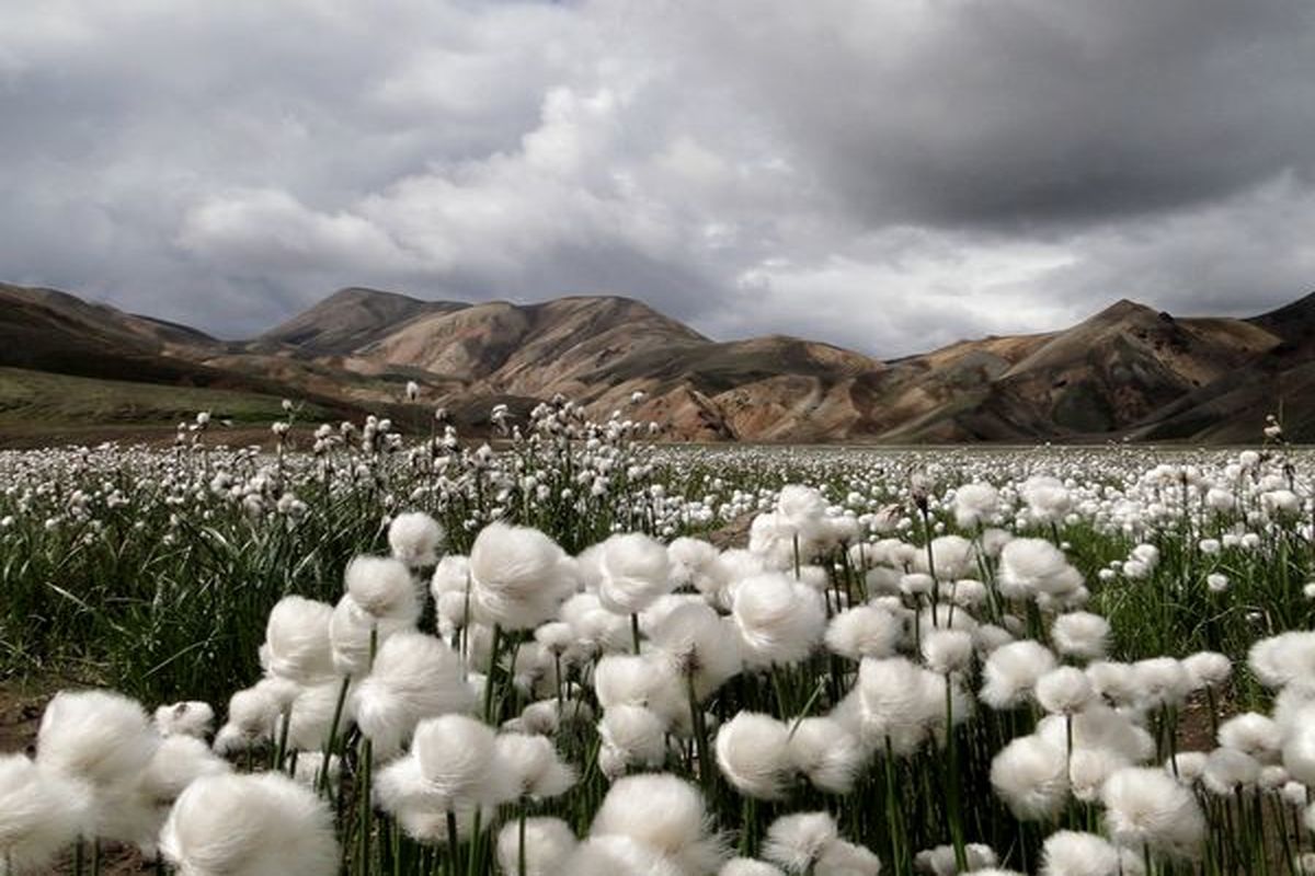 کشت ۲ هزار هکتار پنبه در استان های ایلام و لرستان