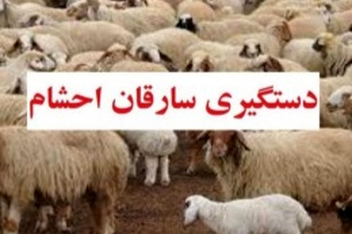 شناسایی و دستگیر باند سارقان احشام در شهرستان کهگیلویه