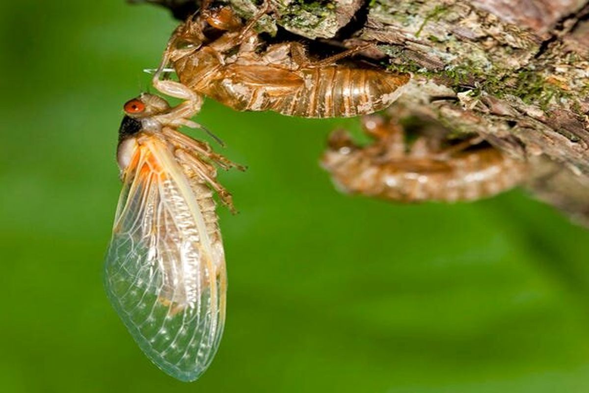 خوردن سیکادا برای این افراد ممنوع است!