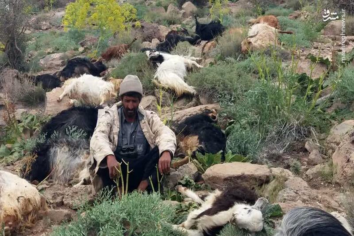 تلف‌شدن گله گوسفندان بر اثر صاعقه