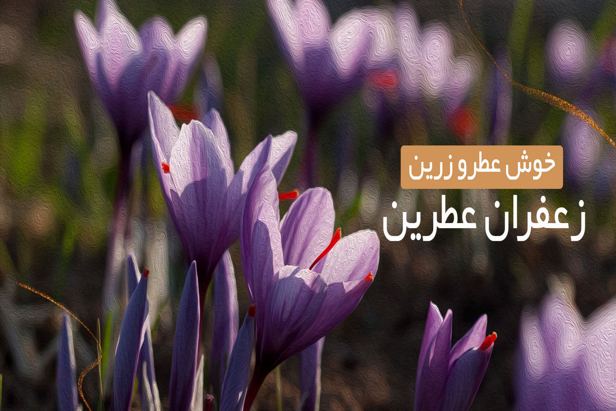 هر آن چیزی که باید در مورد زعفران بدانید! خواص + انواع