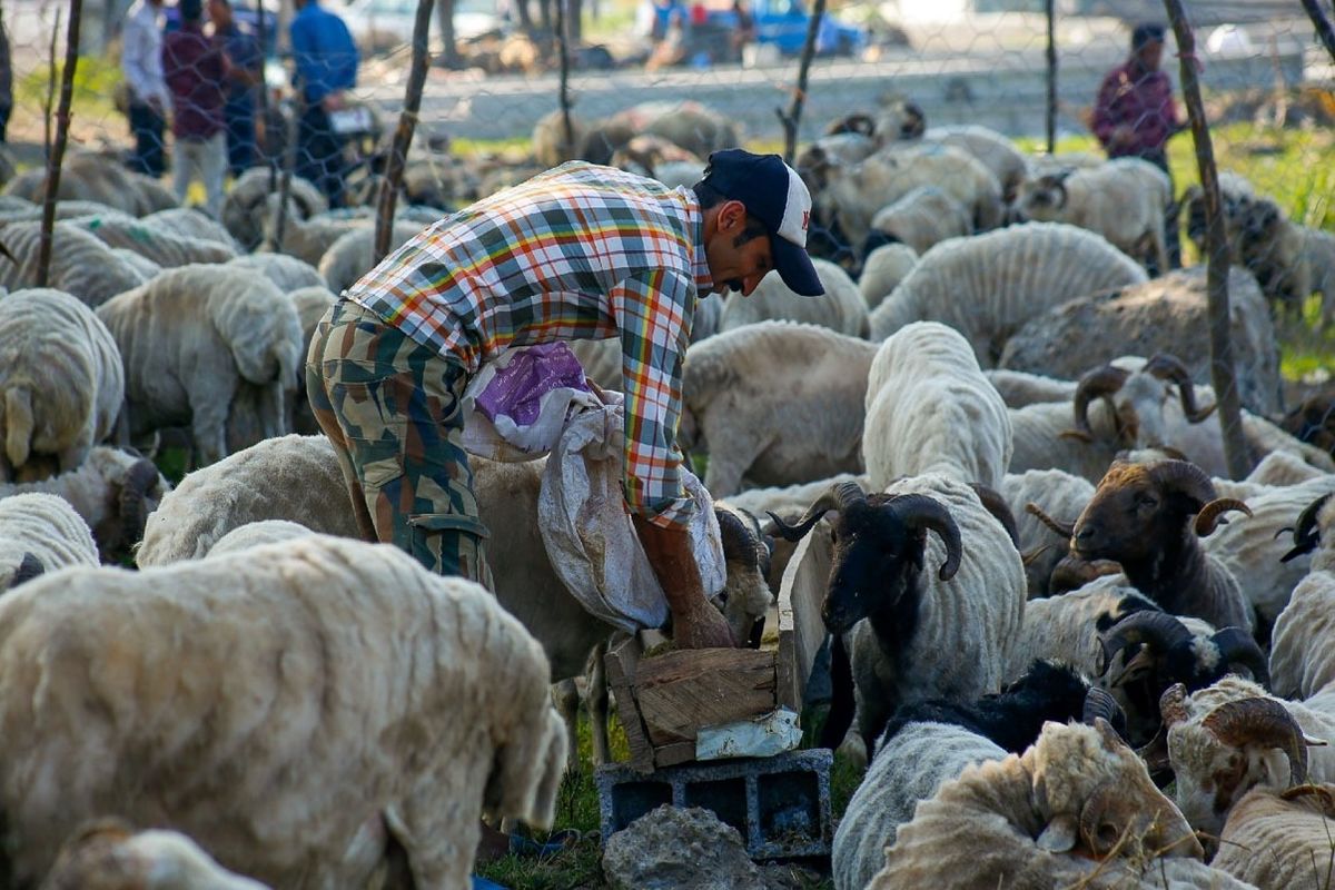 ابتلا ۸ نفر به بیماری تب کریمه کنگو از ابتدای سال/ لزوم رعایت مسائل بهداشتی در حین ذبح دام در روز عید قربان