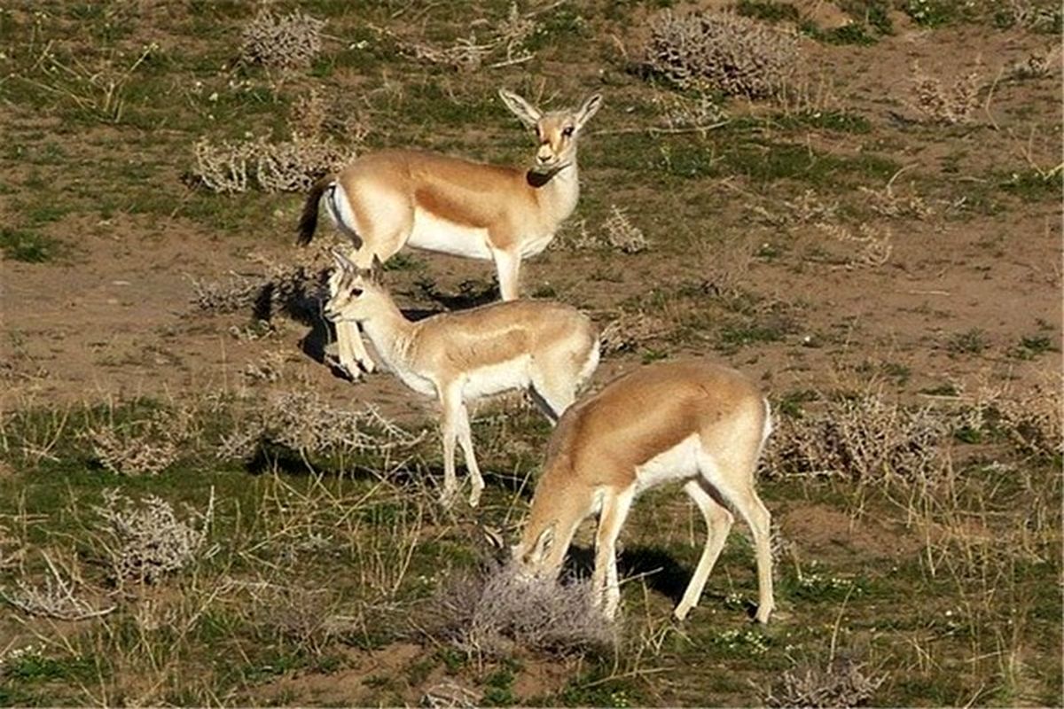 گله آهوی زرد ایرانی در پارک ملی گلستان