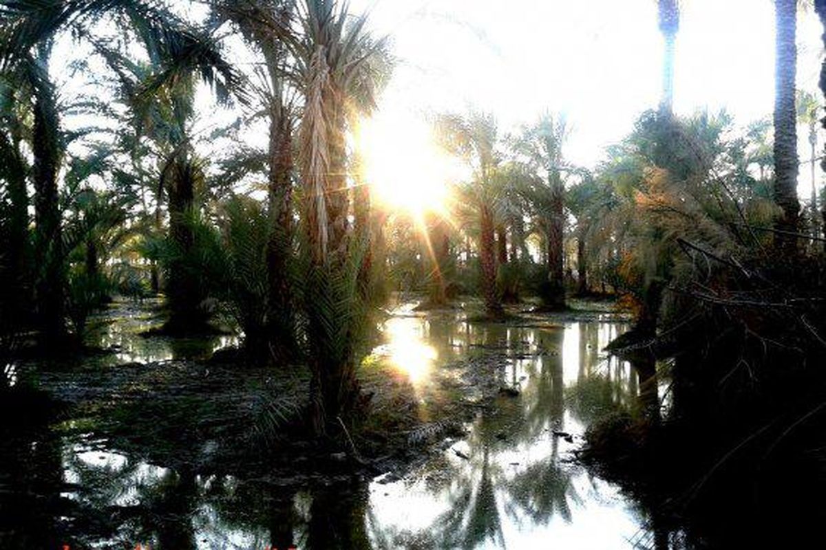 مستندی از  سبک زندگی مردم«هلپه ای روستایی میان نخل ها» در «آیش»