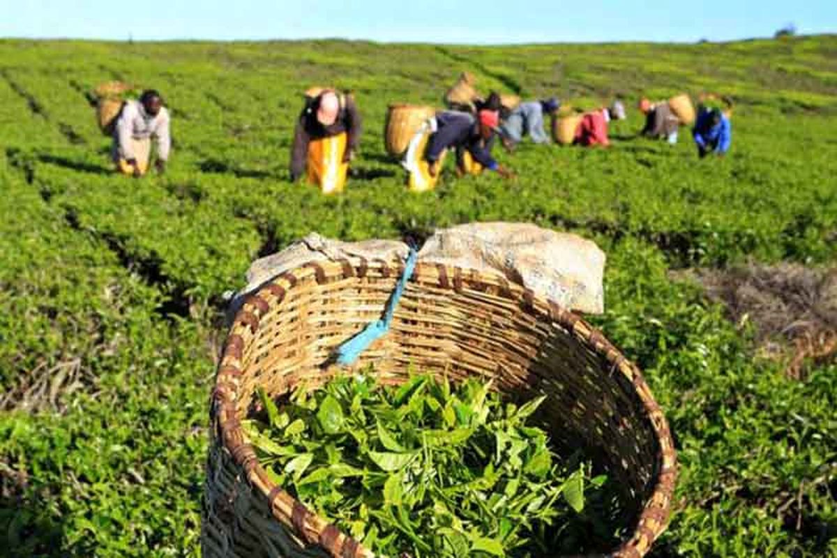 ۸۳ درصد مطالبات چایکاران پرداخت شد/ آغاز چین تابستانه از ۲۰ مرداد