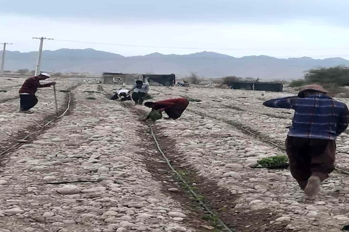 آغاز کشت بادمجان در شهرستان بندرعباس