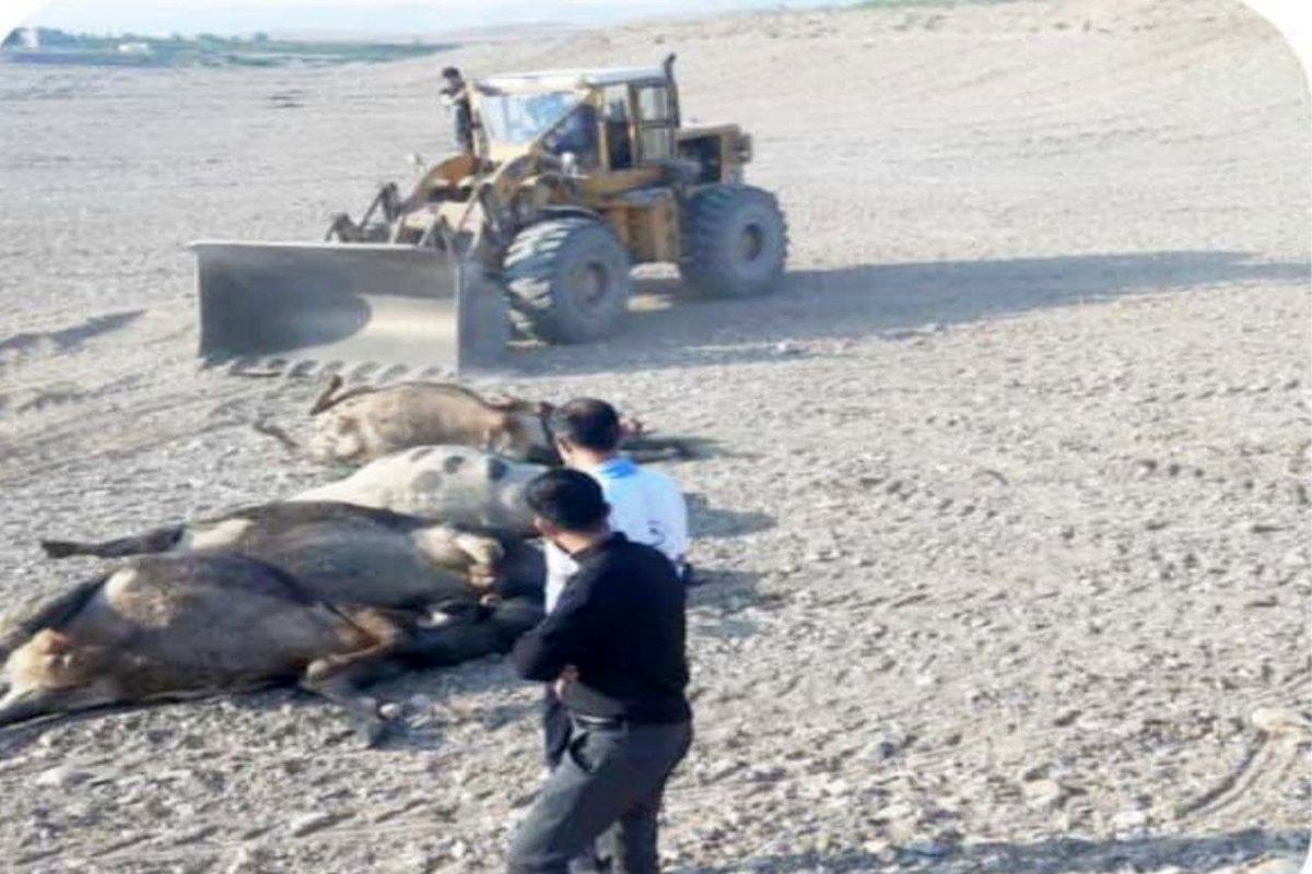 معدوم سازی ۵ لاشه دام تلف شده مشکوک به مسمومیت در لرستان