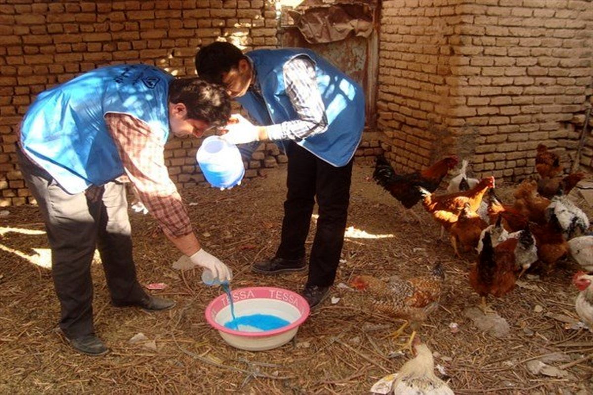 ۹۰ هزار قطعه طیور خانگی در شادگان علیه بیماری نیوکاسل مایه‌کوبی شد