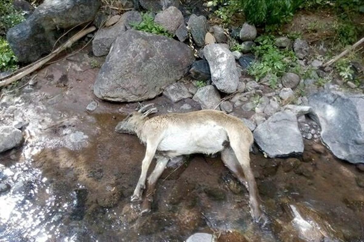 شناسایی بیماری طاعون نشخوارکنندگان کوچک در ۴ استان طی ۶ ماه گذشته