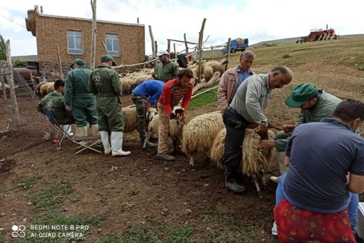 محرومیت زدایی با اجرای موفق پروژه ملی توسعه رسته دام سبک درچالدران