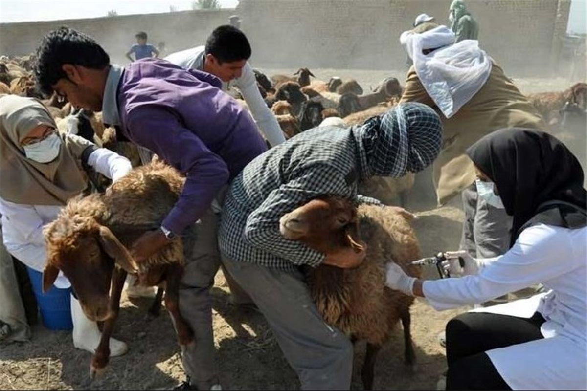 ۶۵ هزار راس دام سبک در شادگان علیه بیماری طاعون واکسینه شدند