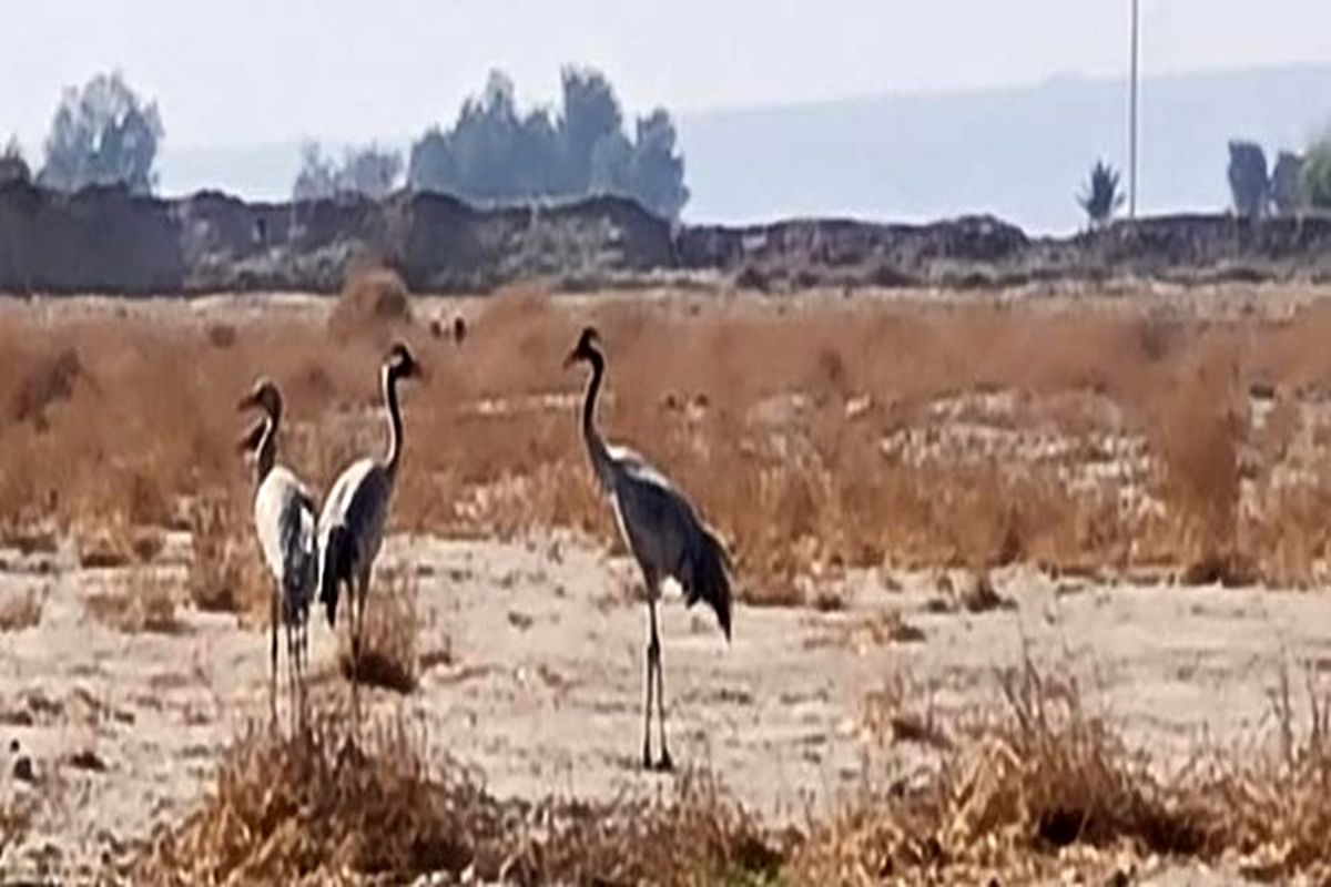 مشاهده گونه نادر «درنا» در کهنوج کرمان