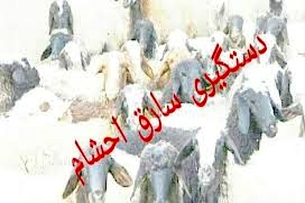 دستگیری سارق احشام در گچساران