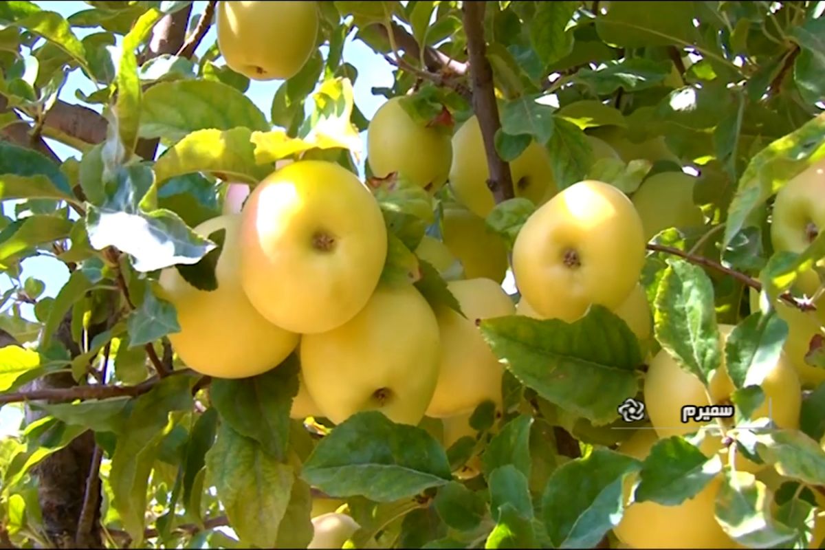 خریداری۶۰۰ تن میوه شب عید در کهگیلویه و بویراحمد