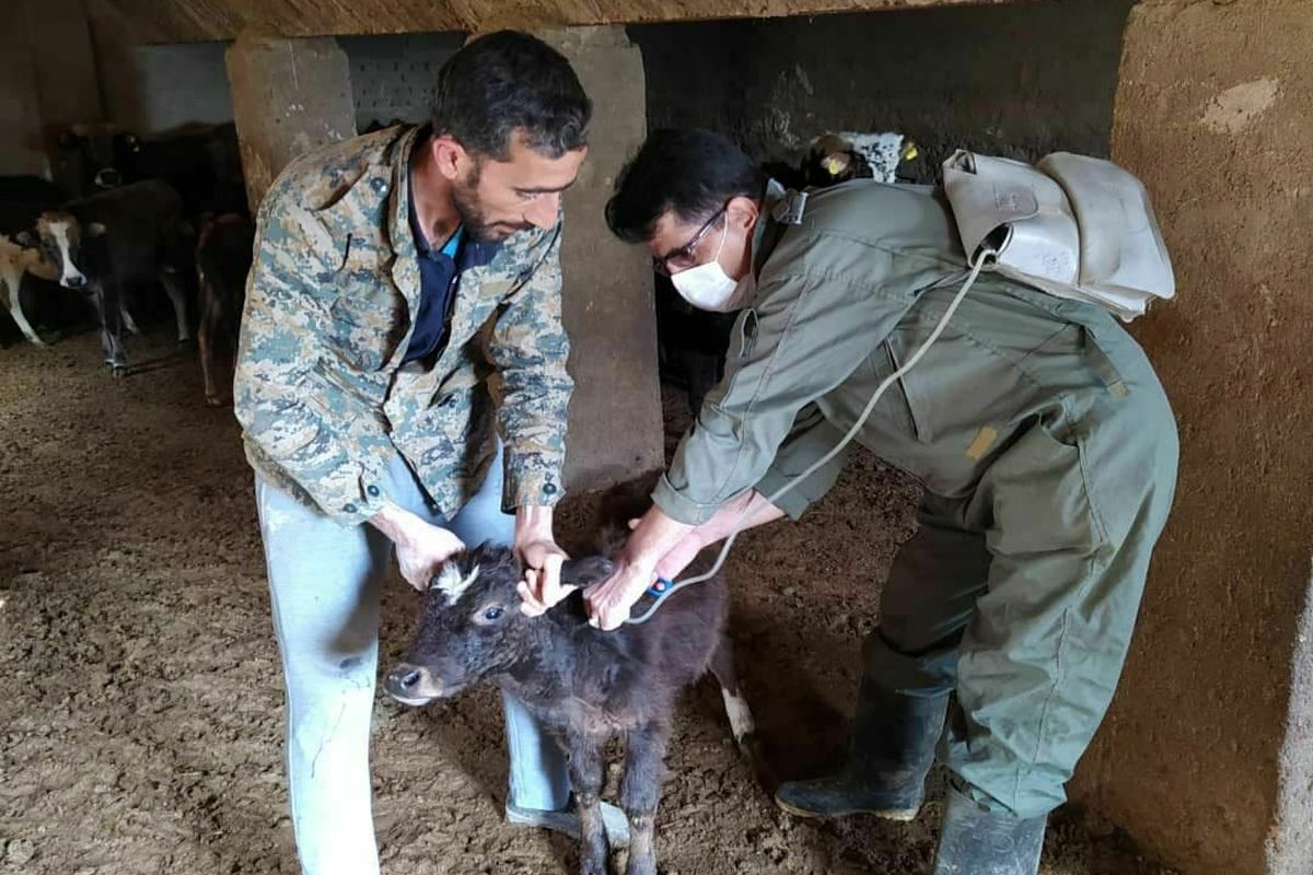 اردوی جهادی دامپزشکی در روستاهای نهاوند برگزار شد