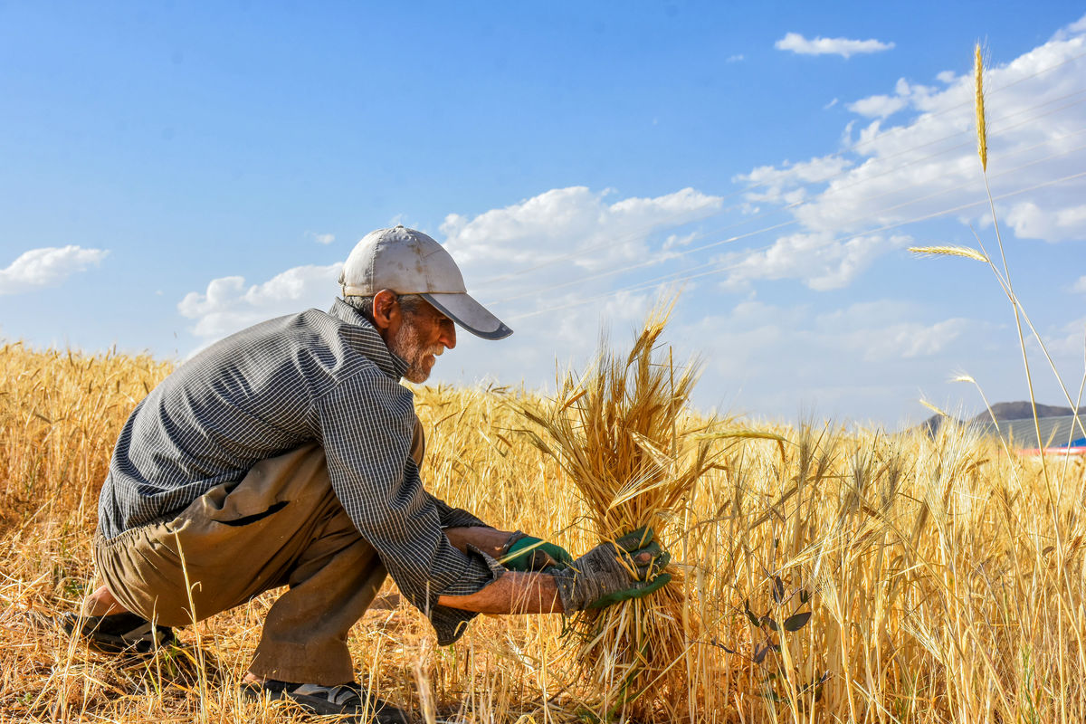 پیش‌بینی خرید تضمینی ۵.۵ میلیون تن گندم در سال جاری