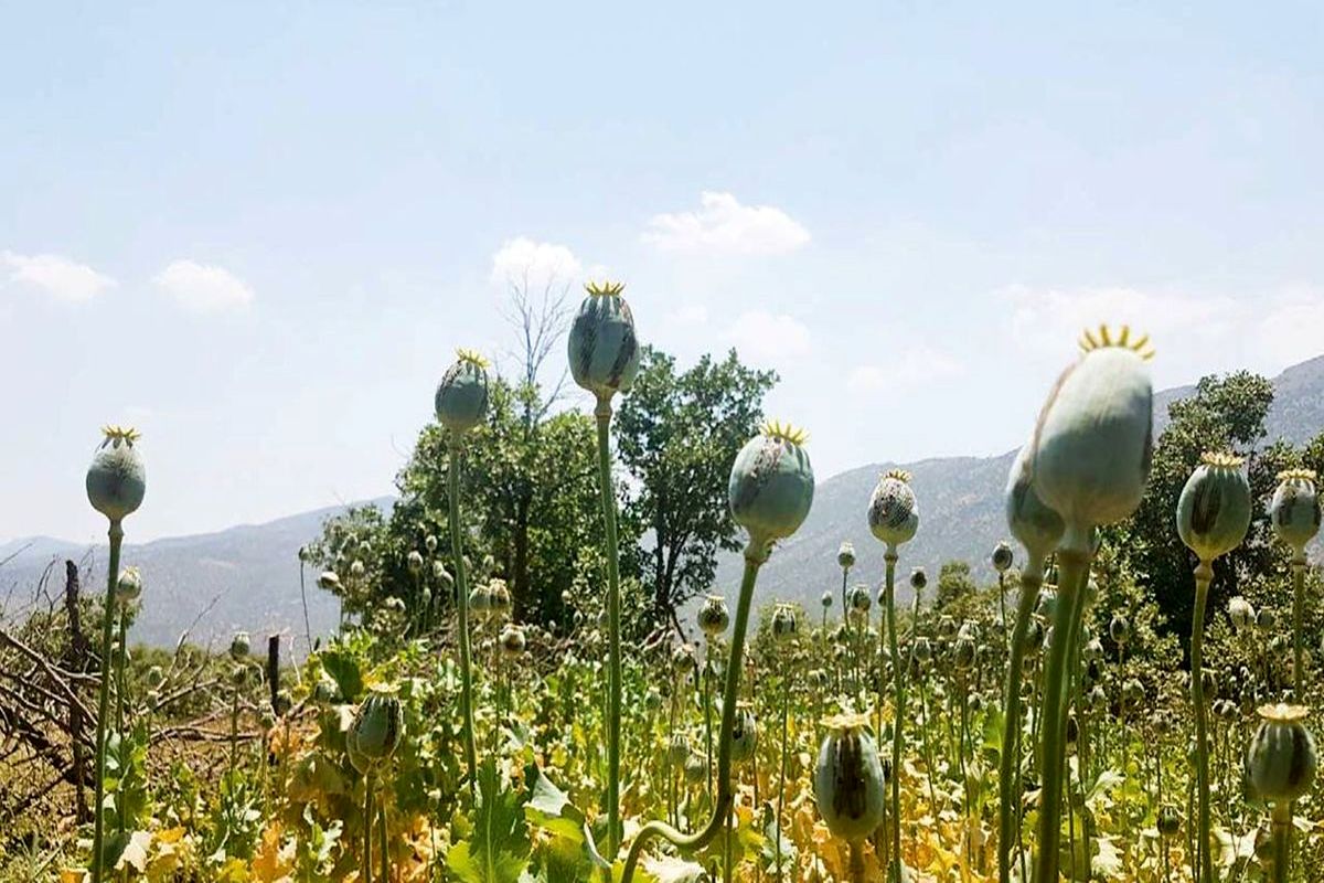 کشف دومین مزرعه کشت خشخاش خوزستان در اندیکا طی ۲۴ ساعت گذشته