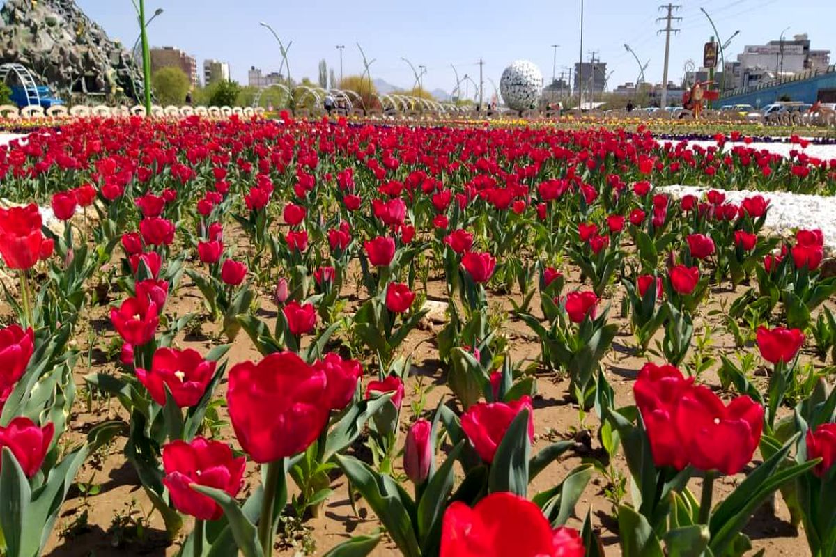 عطرآگین شدن پارک گوللرباغی ارومیه به پنجاه هزار گل لاله رنگارنگ