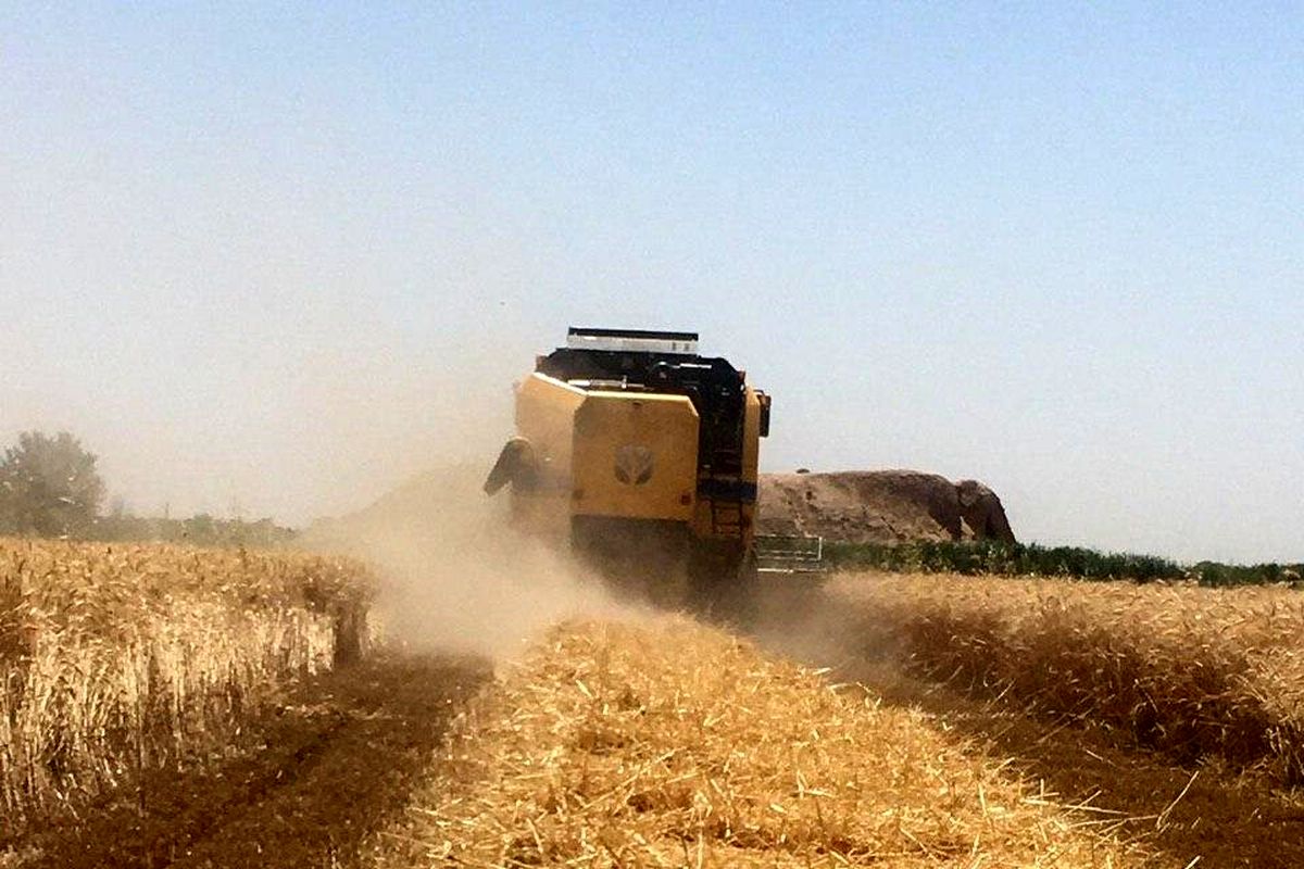 بیش‌ از پنج هزارتن گندم ازکشاورزان جنوب سیستان و بلوچستان خریداری شد