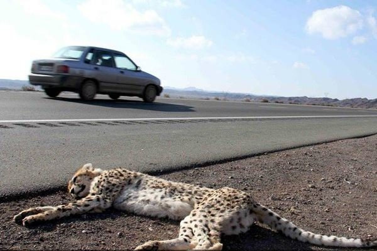 تصادفات جاده ای جان اکثر یوزپلنگان را گرفته است