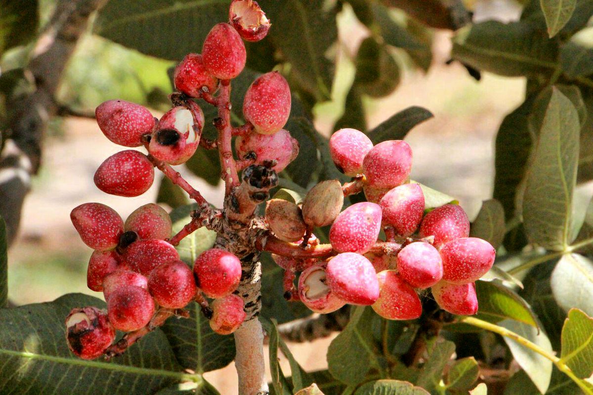 جایگاه سوم پسته ایرانی در جهان