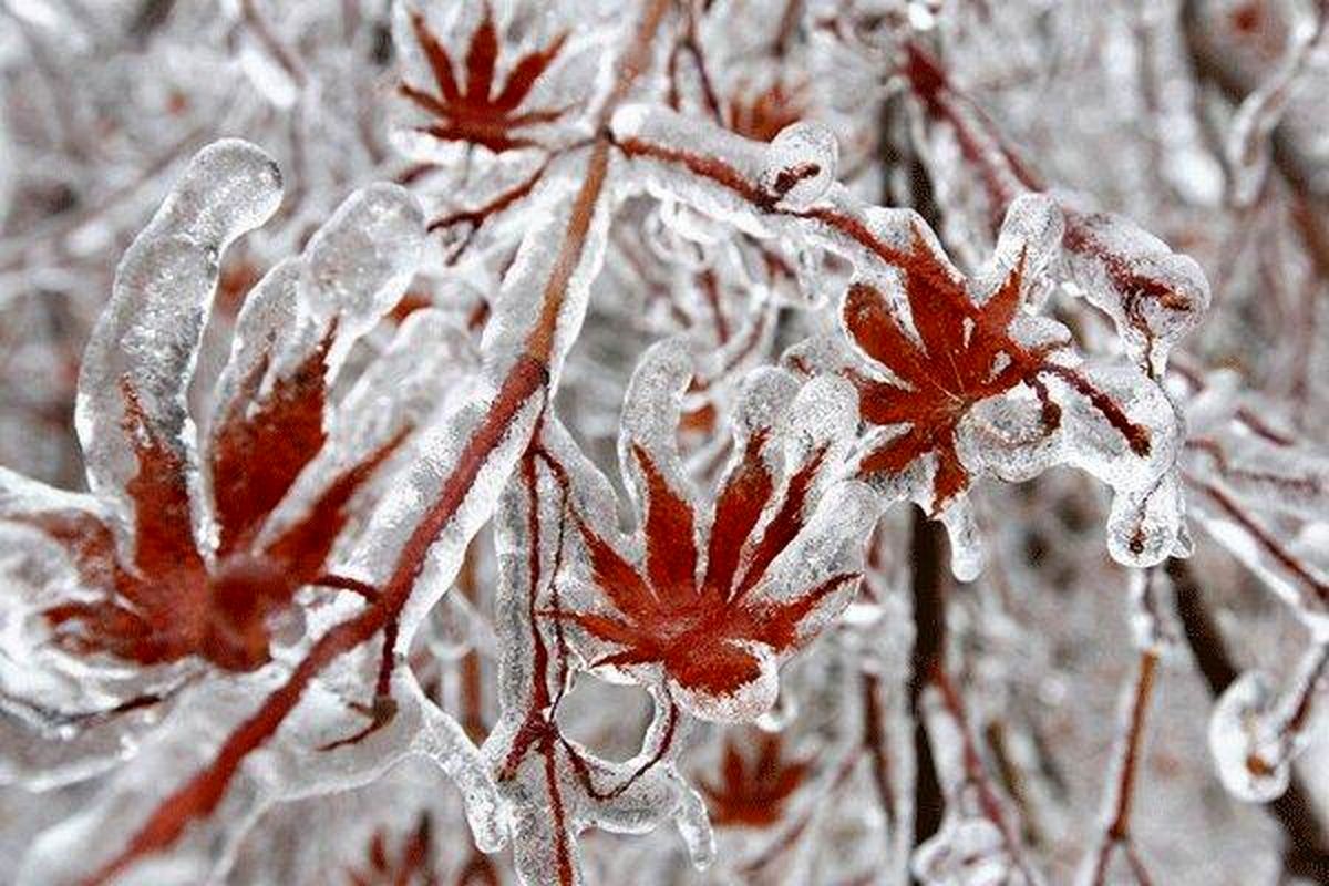 هشدار سطح زرد کشاورزی؛ کاهش محسوس دمای خوزستان و یخ زدگی زمین ها