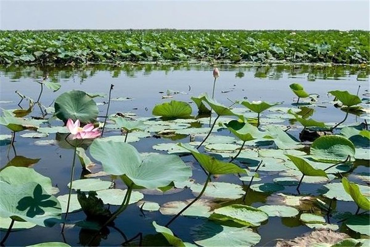 احیای تالاب بین المللی انزلی در دستور کار اجرایی محیط زیست