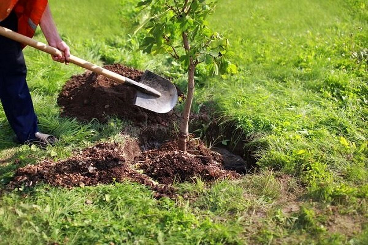 ۱۰ هزار اصله نهال در سنندج کاشت می شود